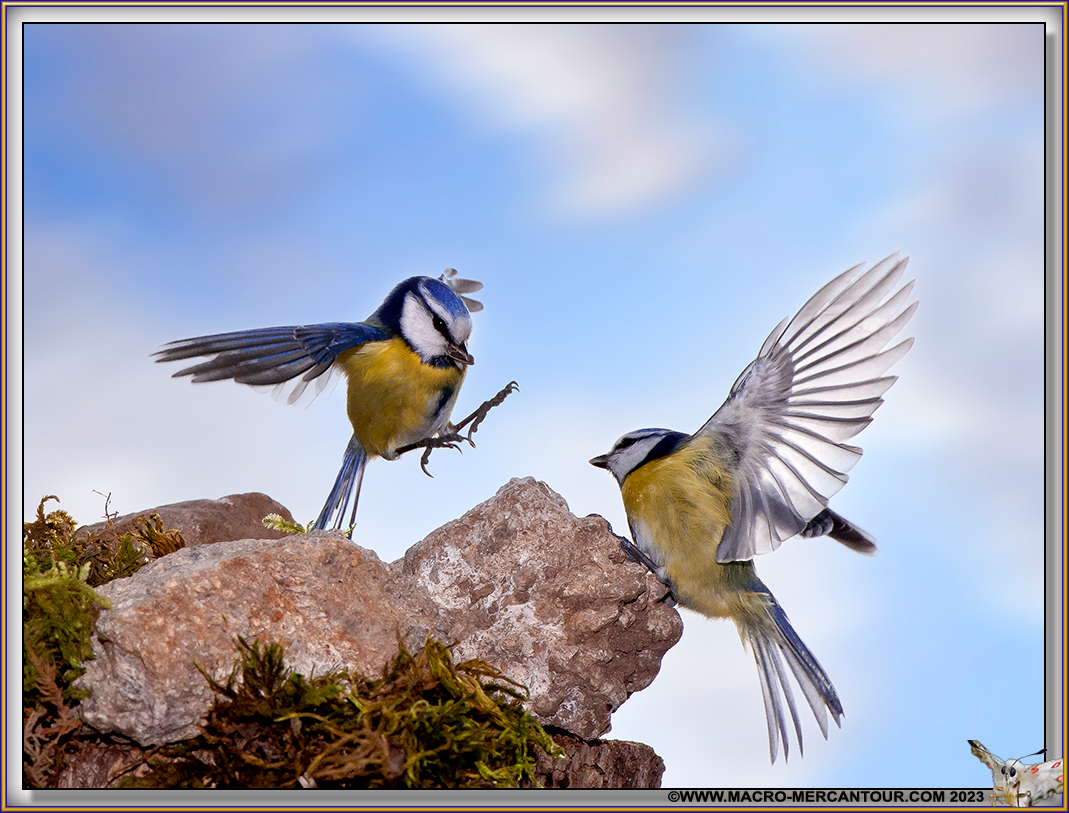 Mésange bleue